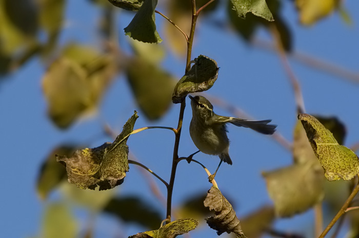 49.jpg - Bladkoning (Yellow-browed Warbler, Phylloscopus inornatus). Knokke-Heist. 14/10/2007. Copyright: Joris Everaert. Nikon D70, Sigma APO 500mm f4.5 EX DG HSM